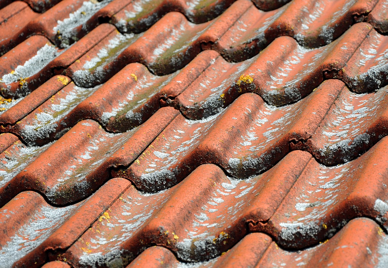 moldy roof